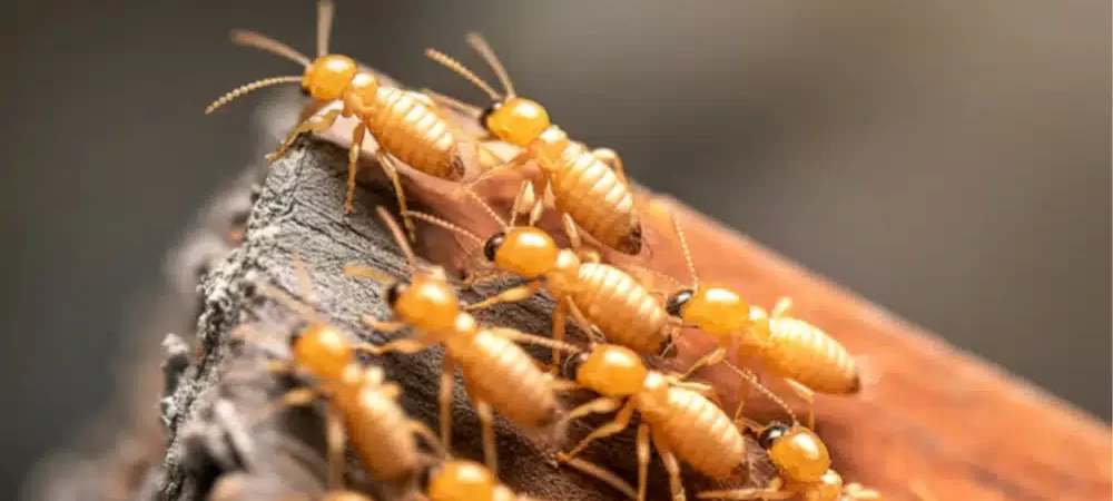 a wood covered in a multitude of termites