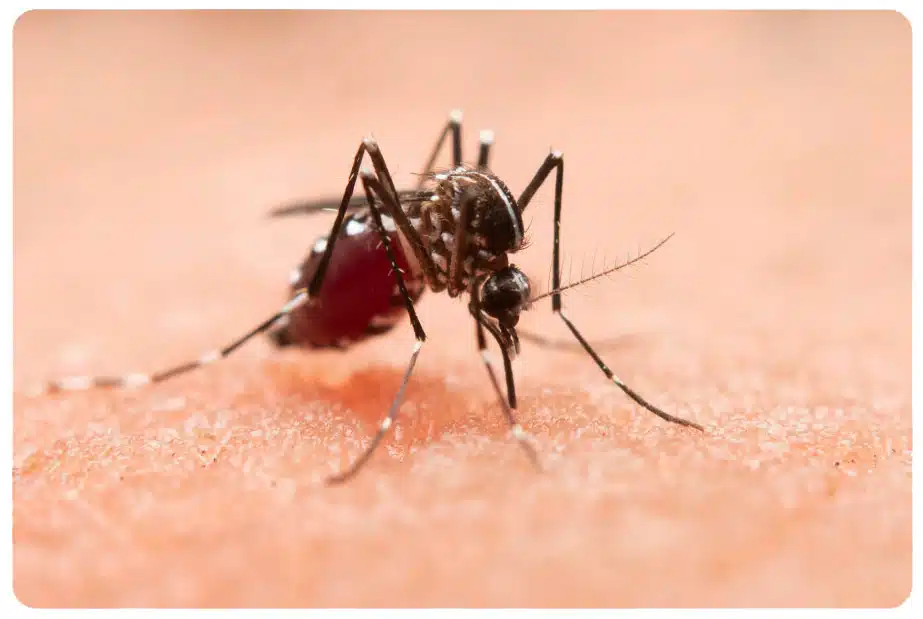 Mosquito Season in Jacksonville, FL mosquito jacksonville